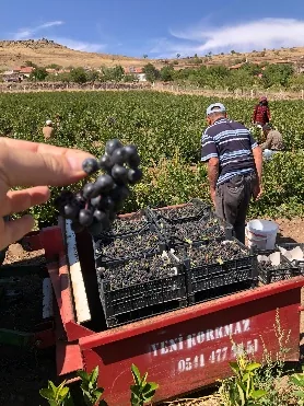 Aronya hasat uygulaması